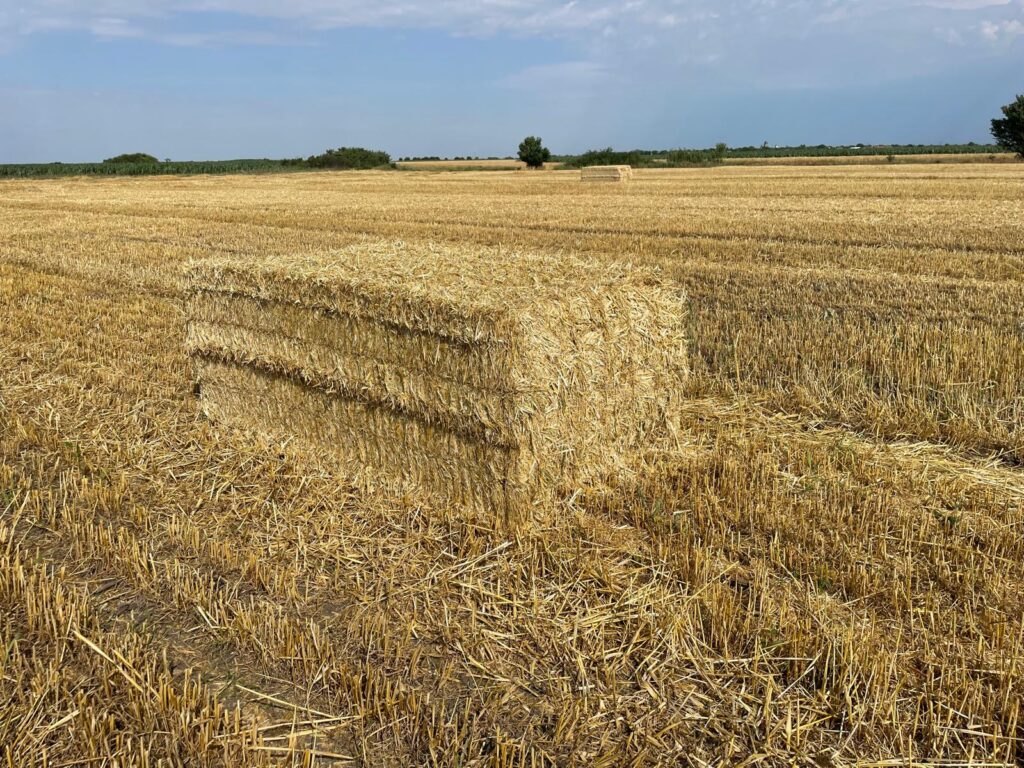 Baloti de paie asternut la gaini