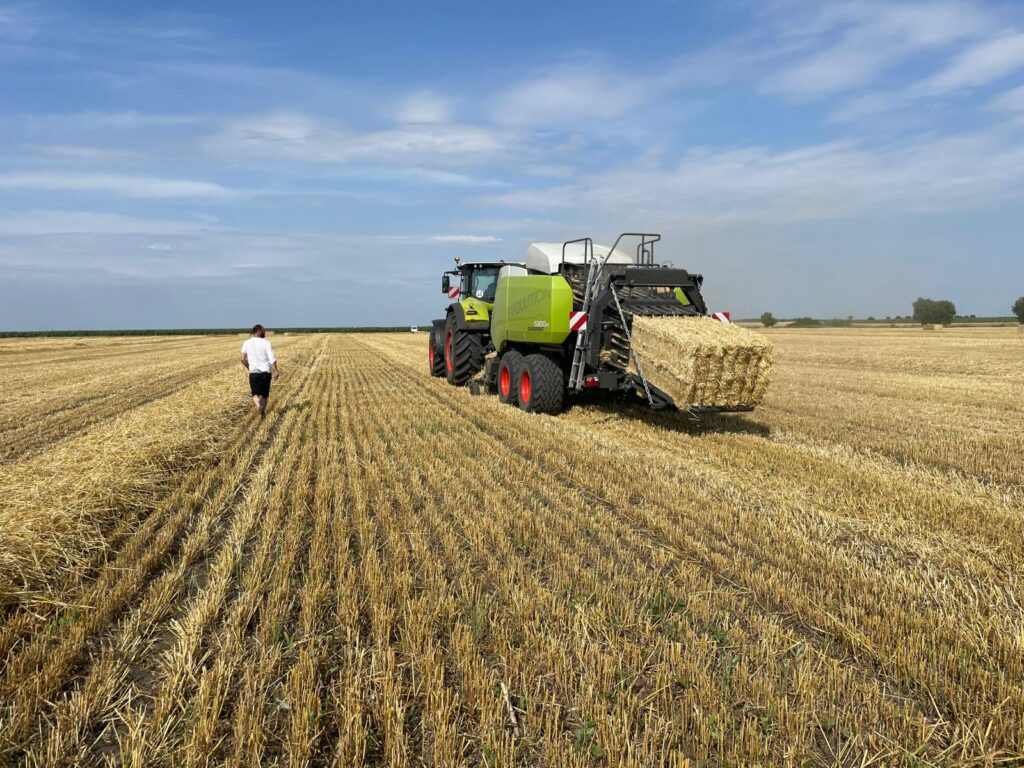 Asternut paie pentru porci