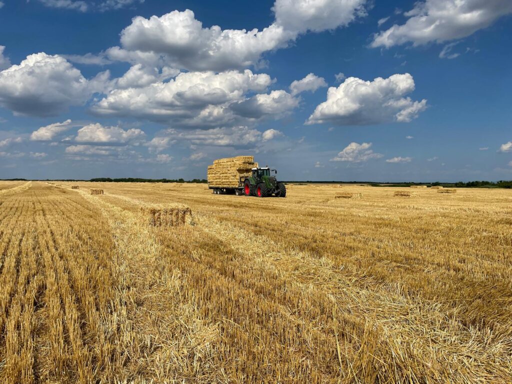 Asternut paie pentru vaci